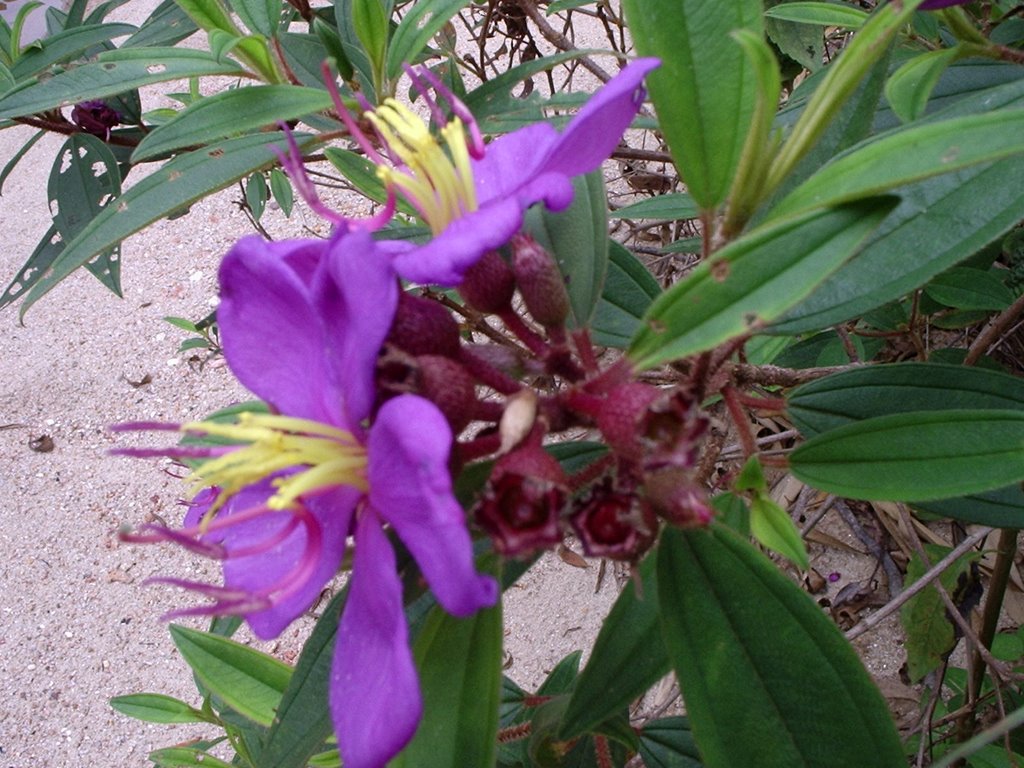 Image Of Flowers